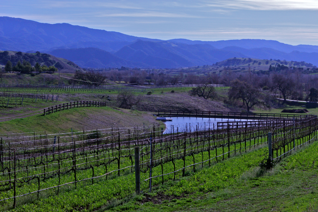 Three Creek Vineyard Pond