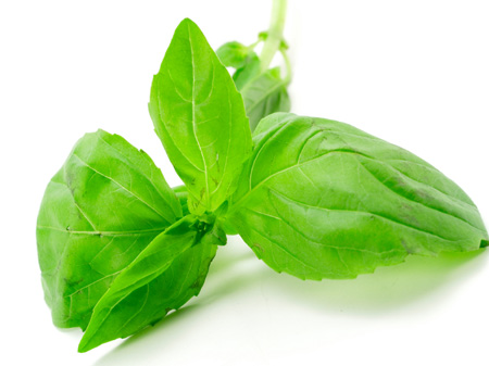 basil11